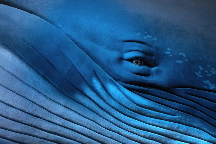 Bild_Deutsches_Meeresmuseum_Blauwal_Copyright_DMM_Anke_Neumeister.JPG